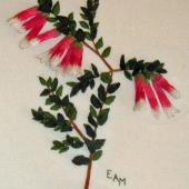Native Fuchsia by Bets Maas
