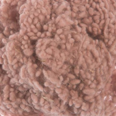 Wool Nepps Shell 20g