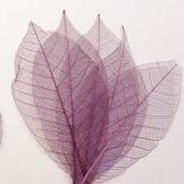 Skeleton Leaves Purple