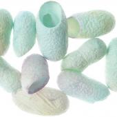 Silk Dyed Cocoons 11