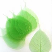 Skeleton Leaves Lime