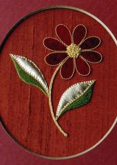 Beginners Daisy by Alison Cole