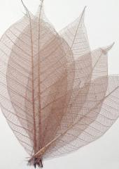 Skeleton Leaves available at Australian Needle Arts