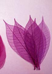 Skeleton Leaves available at Australian Needle Arts