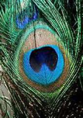 Peacock Feathers available from Australian Needle Arts