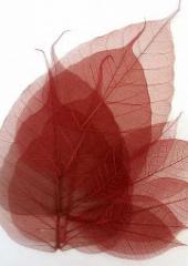 Skeleton Leaves available from Australian Needle Arts