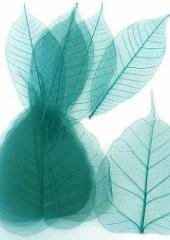 Skeleton Leaves available from Australian Needle Arts