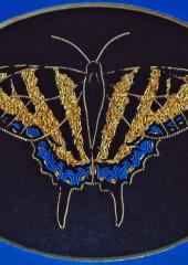 Tiger Swallowtail Butterfly by Alison Cole