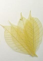 Skeleton Leaves available at Australian Needle Arts